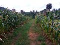 Nearly 5 Acres Land for Sale at Buttala, Monaragala.