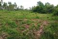 A 25 Acre of Coconut Land for sale in Hettipola, close to the Kingdom of Paduvasnuwara.