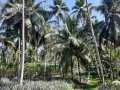 240 Perches Land for Sale in Gorakadeniya, Yakkala.