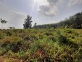 2 Acres Land for Sale in Maligathenna, Gampaha.