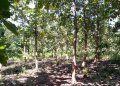 Teak Land for Sale in Puttalam, Andigama