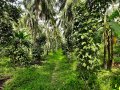Well Cultivated Land for Sale in Yakkala