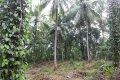 10 Acres Cultivated Rich Land for Sale in Giriulla.