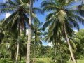 Coconut Estate for Sale at Uhumeya / Pothuhera