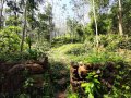 Over 8 Acre Land with Rubber Plantation in Galapitamada.