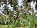24 Acres Coconut Land with Metal Crusher for Sale in Ibbagamuwa.