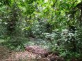 Virgin Residential Land for Sale in Wathumulla, Gampaha.
