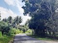 Fertile Land for Sale in Wathumulla, Gampaha.