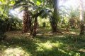 Valuable Road Front Property for Sale in Ambanwita, Gampaha.
