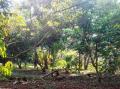 Residential Land Block available Sale for in Kirindiwela.