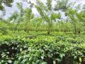 Nearly 2 Acres Tea Cultivated Multipurpose Land for Sale in Avissawella.