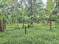 70 Perches Commercial cum Residential Land for Sale in Delgoda.