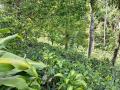 A Valuable Commercial Land for Sale in Peradeniya.