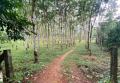 Valuable Rubber Plantation Land for Immediate Sale in Waga.