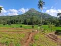 Valuable 3.75 Acres Ready-Made Land for Sale in Matale.