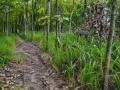 One Acre Mature Teak Land for Sale in Dambulla – Excellent Investment Opportunity.