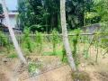 Valuable 20 Perches Land for Sale in Horana.