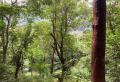 Scenic 170-Perch Land for Sale – Gannoruwa, Kandy.