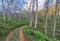 35-Acre Cultivated Rubber Estate for Sale in Yatiyantota, Facing Colombo – Hatton Main Road