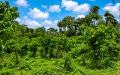 75 Perch Residential & Investment Land for Sale – Gonapinuwala, Hikkaduwa East