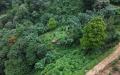 Prime 16.5-Acres Fertile Estate Land for Sale in Haveland Estate, Dedugala.